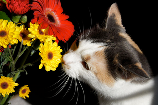 Illustration for article titled Shooting Challenge Pets Gallery 3